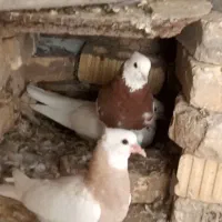 کبوتر طوقی و پلاکی پرشی