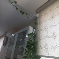گل و گیاه آپارتمانی|گل و گیاه طبیعی|تهران, بلورسازی|دیوار
