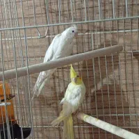 عروس هلندی|پرنده|شیراز, امام حسین|دیوار