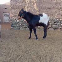 نربز دورگ درشت|حیوانات مزرعه|سبزوار, غرب نیروگاه|دیوار