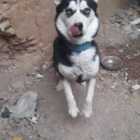 حیوان خونگی