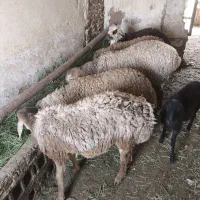 5تا بره نر قیمت 340ت|حیوانات مزرعه|تربت جام, معدآباد|دیوار