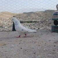 کفتر