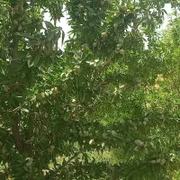 نهال بادام دیر گل شاهرودی|خدمات باغبانی و درختکاری|مرودشت, نقش رستم|دیوار