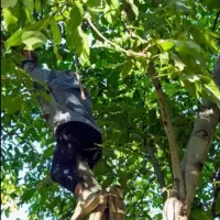 بیل زنی باغ باغچه|خدمات باغبانی و درختکاری|ارومیه, |دیوار