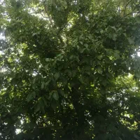 اجاره خونه چغاخور درروستای سیوک|اجارهٔ خانه و ویلا|بروجن, |دیوار