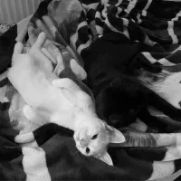 واگذاری گربه