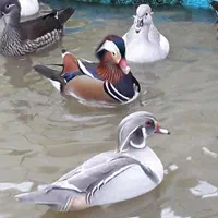 خرید و فروش انواع غاز و قوغاز|حیوانات مزرعه|اصفهان, رهنان|دیوار