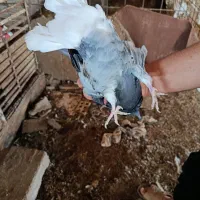 کبوتر رنگی جوان|پرنده|اهواز, دغاغله|دیوار
