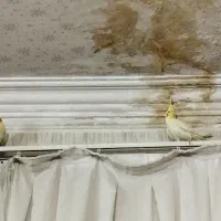 عروس هلندی لوتینو معاوضه باگرینچیک هم داریم