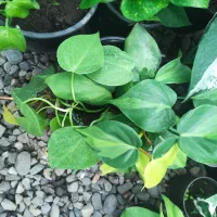حراج گل های آپارتمانی و باغچه ای