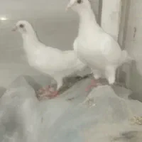 پلاکی