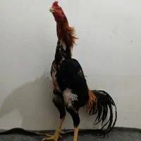 سه تا خروس لاری یجا
