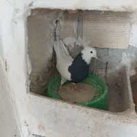 فروش طوقی|پرنده|دهدشت, |دیوار