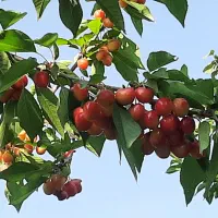 فروش-باغ-در-اصفهان