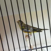 جوجه سهره قناری سبزچمنی.لر