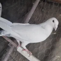 کفتر چپ|پرنده|گلبهار, نوبهار|دیوار