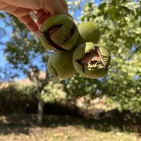گردوی تازه تویسرکان|خوردنی و آشامیدنی|اهواز, فاز ۲ پادادشهر|دیوار