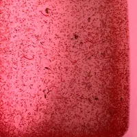 دافنی غذای زنده