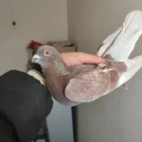 کفتر|پرنده|شیروان (خراسان), |دیوار