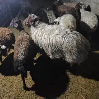 قوچ سرحال تخمی و برندیل با بره