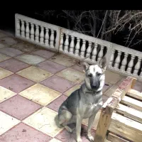 فروش دو سگ نژاد مالینویز و هاسکی ۱ساله