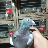 مگسی فری ماده تضمین|پرنده|نگین شهر, |دیوار