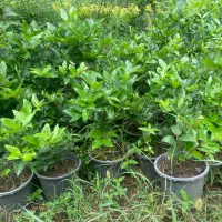 انواع گلهای فضای باز|خدمات باغبانی و درختکاری|واجارگاه, |دیوار