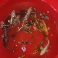 فروش فوری ماهی کوی باله بلند و مایان