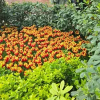 زمین 151متر دونبش فرهشایی