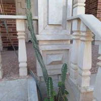 کاکتوس