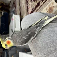 عروس هلندی سخنگو