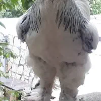 تخم مرغ برهما اصیل