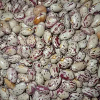 لوبیا|عمدهفروشی|مهربان, |دیوار