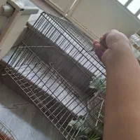 قفس کوچک