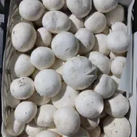 پخش عمده قارچ فله و بسته بندی|عمدهفروشی|قم, بوستان علوی|دیوار