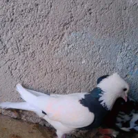 طوقی گمشده
