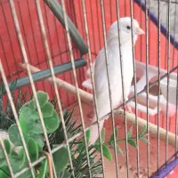 قناری ماده آماده