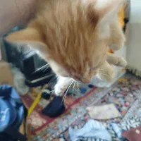 واگذاری گربه|گربه|سمنان, |دیوار