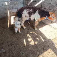 گوسقند.قوچ نر تخمی بروجردی|حیوانات مزرعه|طبقده, |دیوار