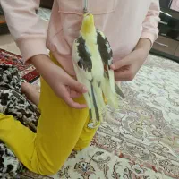 عروس هلندی ماده|پرنده|اردبیل, |دیوار