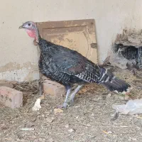 بوقلمون ماده