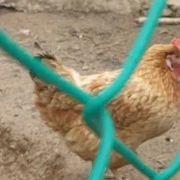 خروس مرغ و جوجه ۳ماه معاوضه با گوسفند یا بزغاله|حیوانات مزرعه|تنکابن, |دیوار