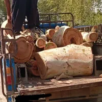 چوب اکالیپتوس و ابریشم به قیمت روز تسویه