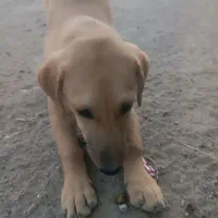 سگ پا کوتاه