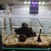 آکواریوم شیشه خم همراه با وسایل جانبی