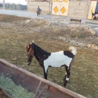 ۷راس کهره نره تالی عتیقه