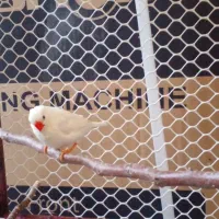 فنچ وخروس و جوجه و قفس