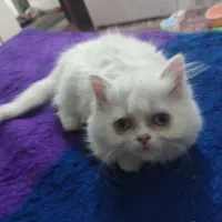 واگذاری بچه گربه پرشین
