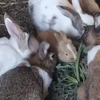 بچه خرگوش|موش و خرگوش|مشهد, امین آباد|دیوار